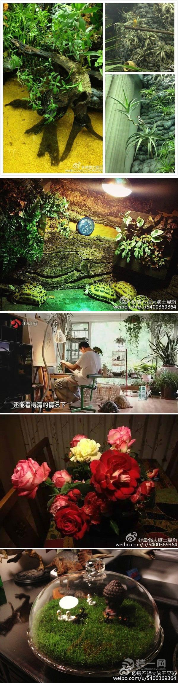 最强大脑王昱珩的家 如世外仙境整个一个大自然